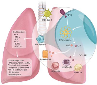 Frontiers Targeting The NLRP3 Inflammasome In Severe COVID 19